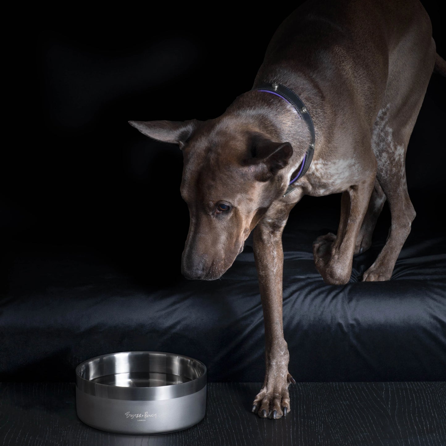 Dog Bowl
